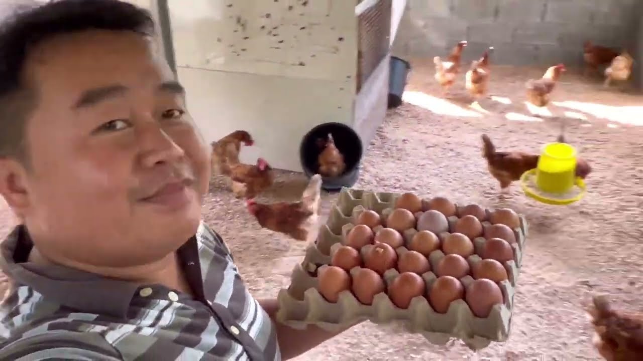 Tumatik Pungut Telur Ayam Penelur