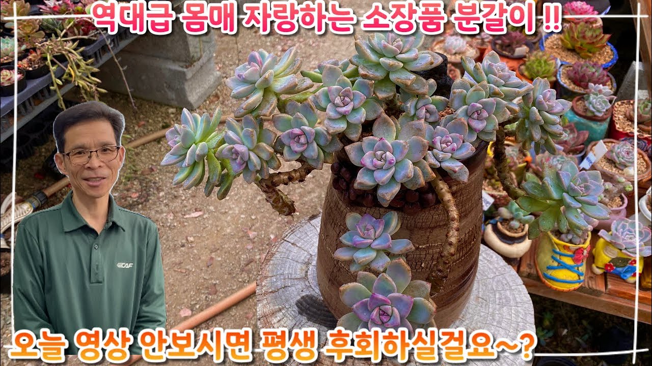 정말 역대급 몸매를 자랑하는 소장품 분갈이 !! 오늘 이 영상 안보시면 평생 후회하실걸요 ~? 다들 어서 빨리 시청하세요 !!