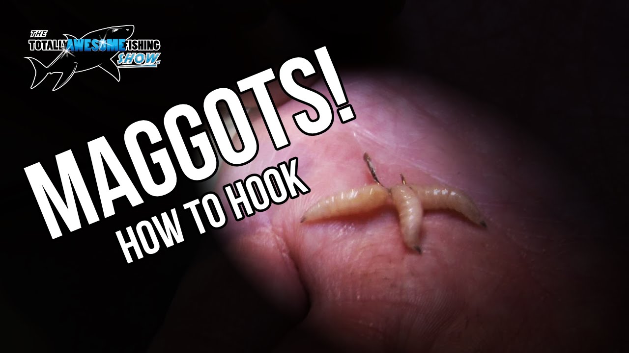 How to hook Maggots | TAFishing