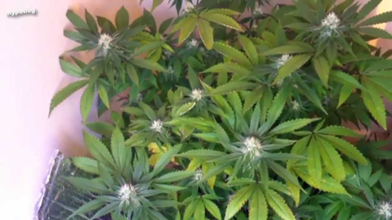 Day 21 Indoor Home Weed Grow Op - 2013 LED Grow Light Update