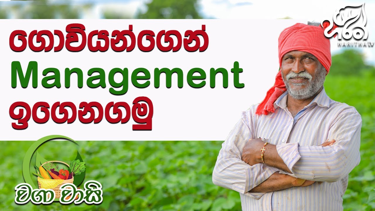 රජෙක් වගේ ඉන්න අපේ කාලේ ගොවියා | Haritha Tv | Waga Wasi | Farmer