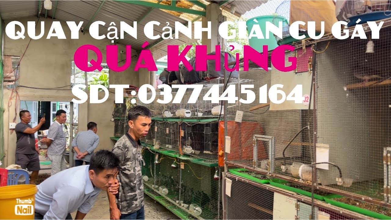 quay cận cảnh giàn chim cu gáy của Quang năm trại cu lớn nhất đắklắx cho anh em xem vui