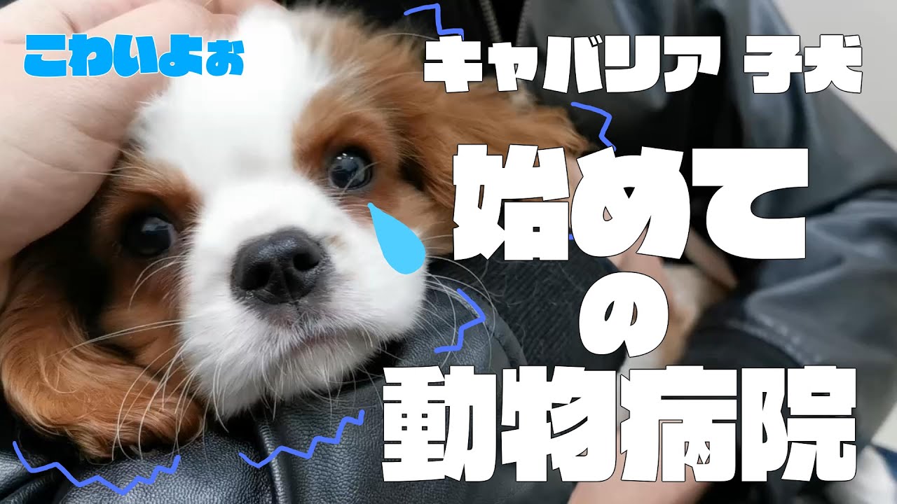 【子犬】行くぞ！初めての動物病院＆混合ワクチン【キャバリア】