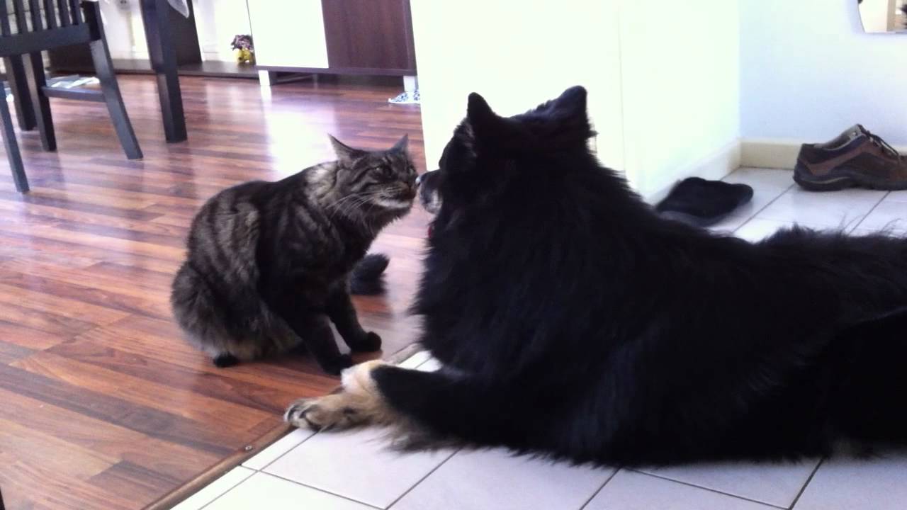 Chien et chat qui jouent (lapinkoira)
