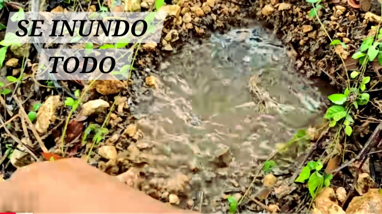 SEMBRAMOS AGUA EN OTRA PARTE Y BROTO TANTA AGUA QUE INUNDO EL GALLINERO