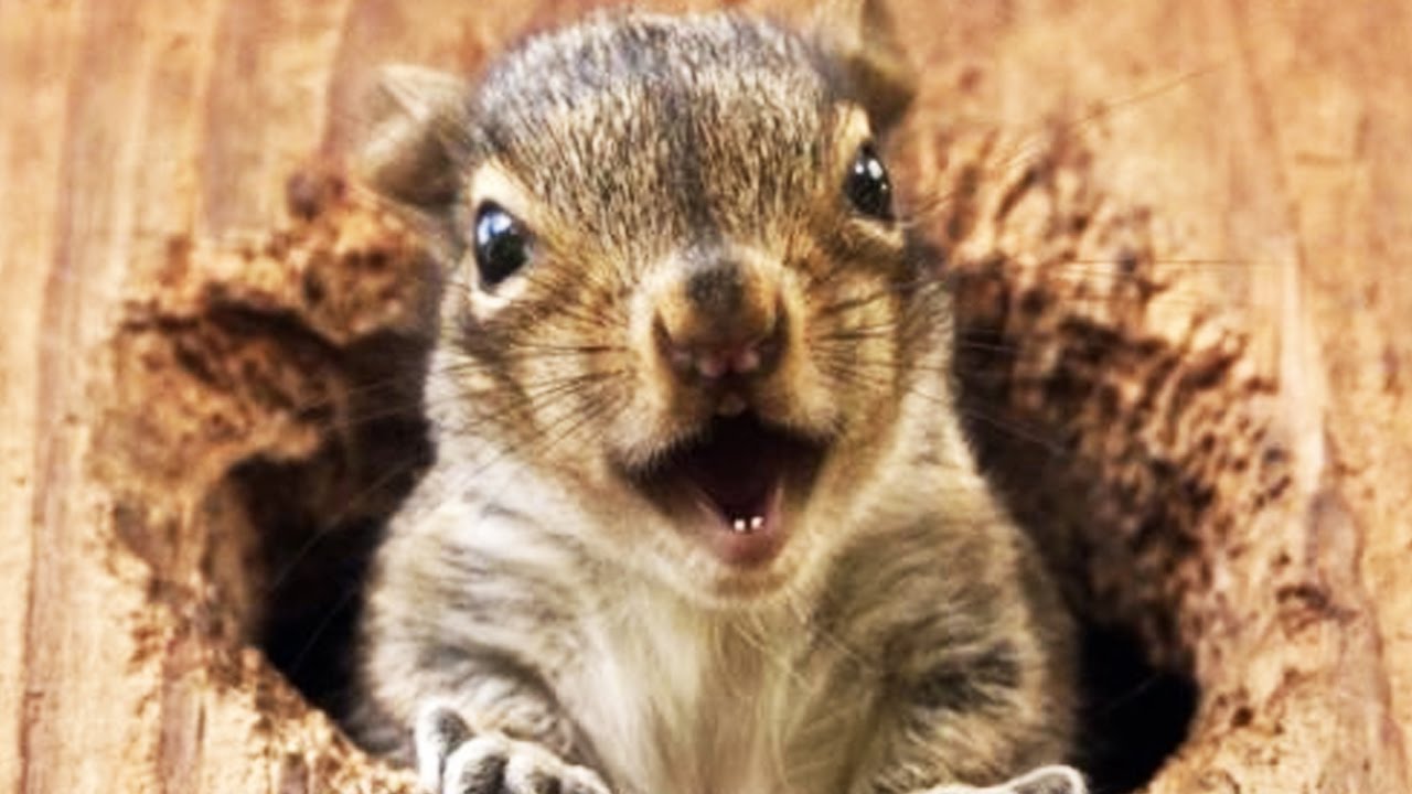 FUNNY SQUIRRELS ★ TOO CUTE! [Funny Pets]
