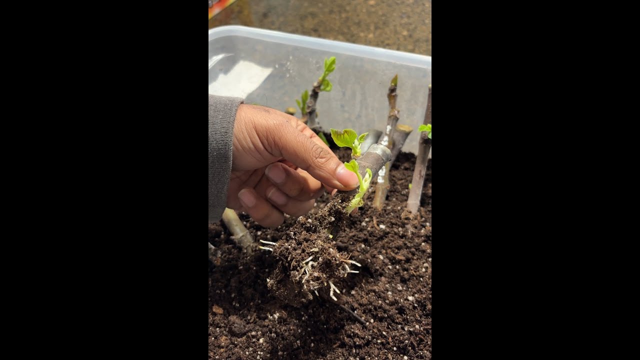 Rooting Fig Cuttings Failures (What Really Works!) #figs #gardening