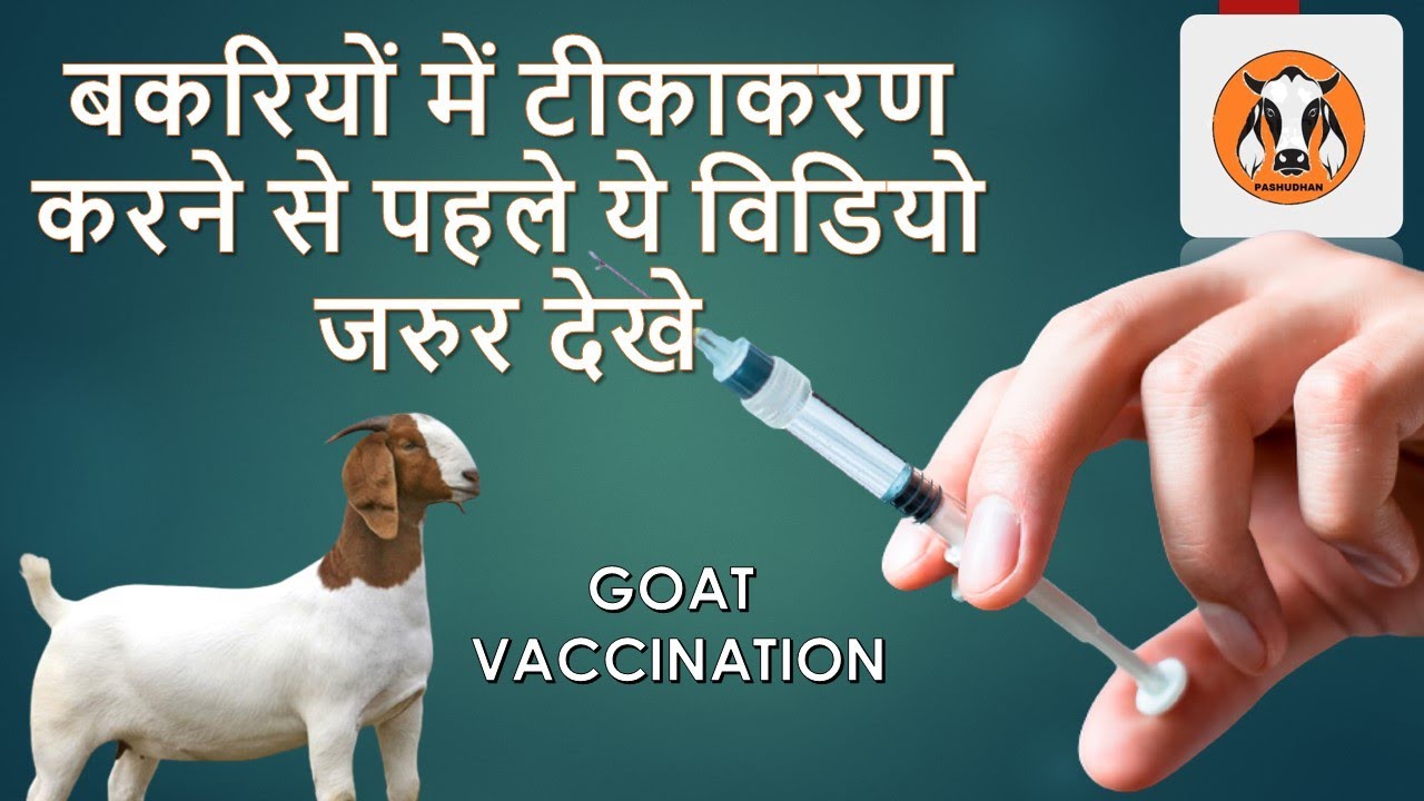 बकरियों में टीकाकरण करने से पहले ये विडियो जरुर देखें I VACCINATION IN GOATS