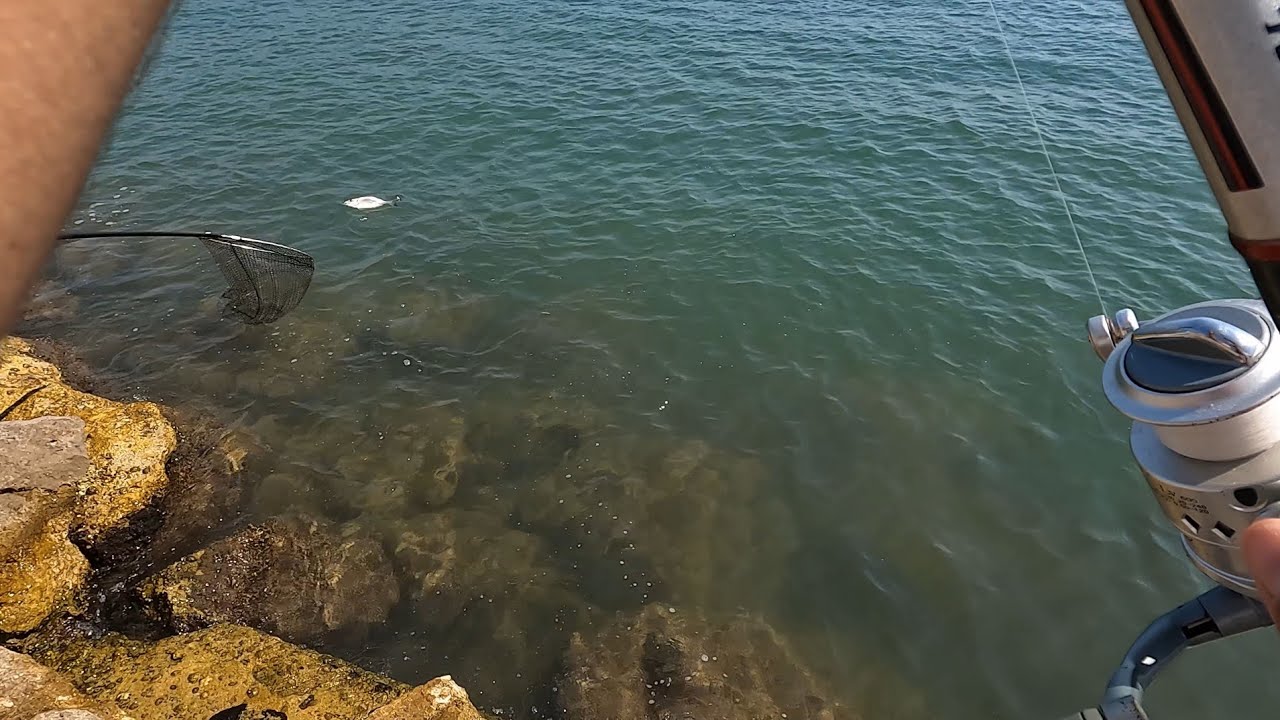 rockfishing nel lazio con orata stupenda e saraghi con divertimentoo!