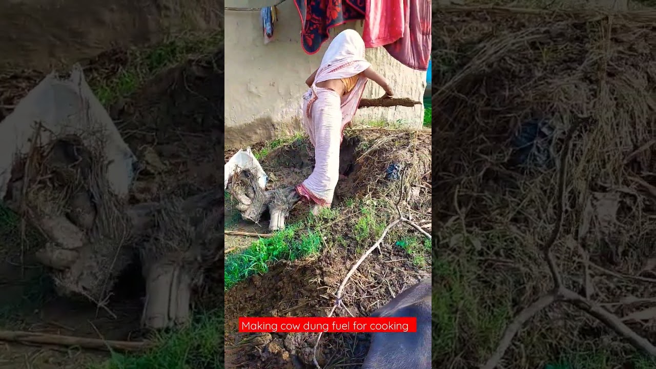 Making cow dung fuel for cooking #rurallife #primitive #cowdung