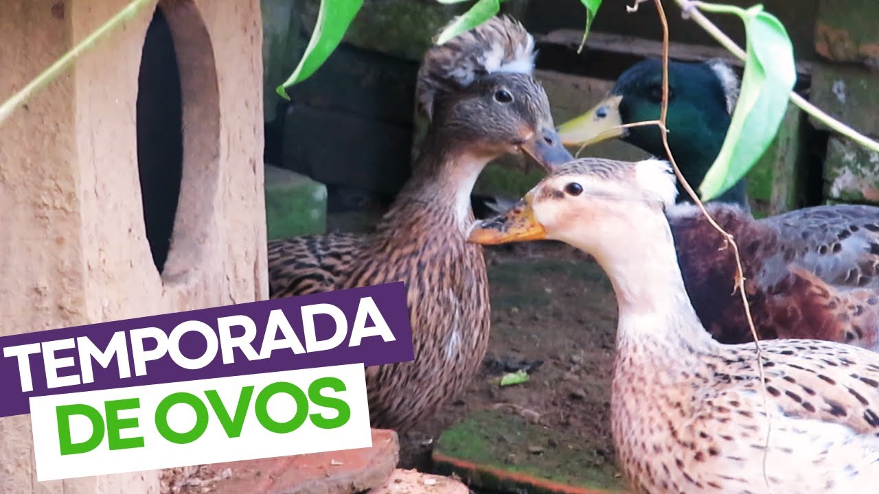 Preparando para a reprodução dos mini marrecos | Coração Campeiro