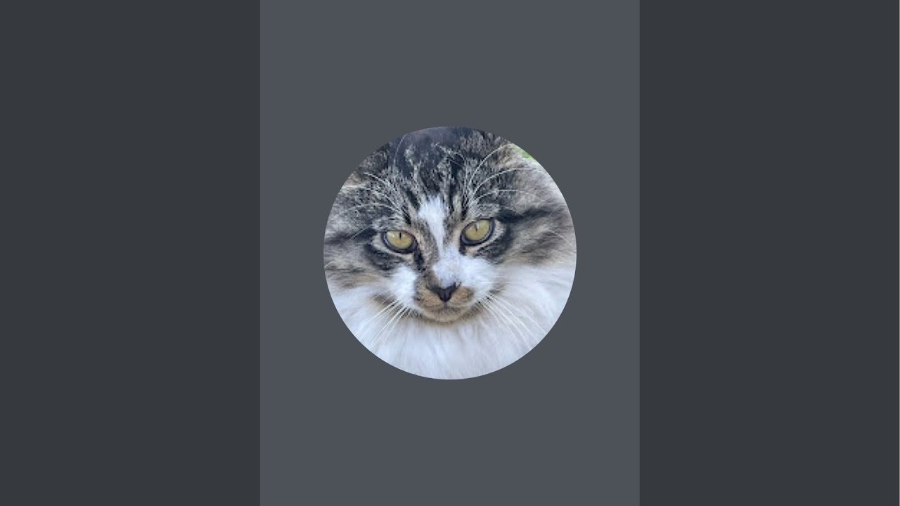 Gatopeleador🐱 is live!
