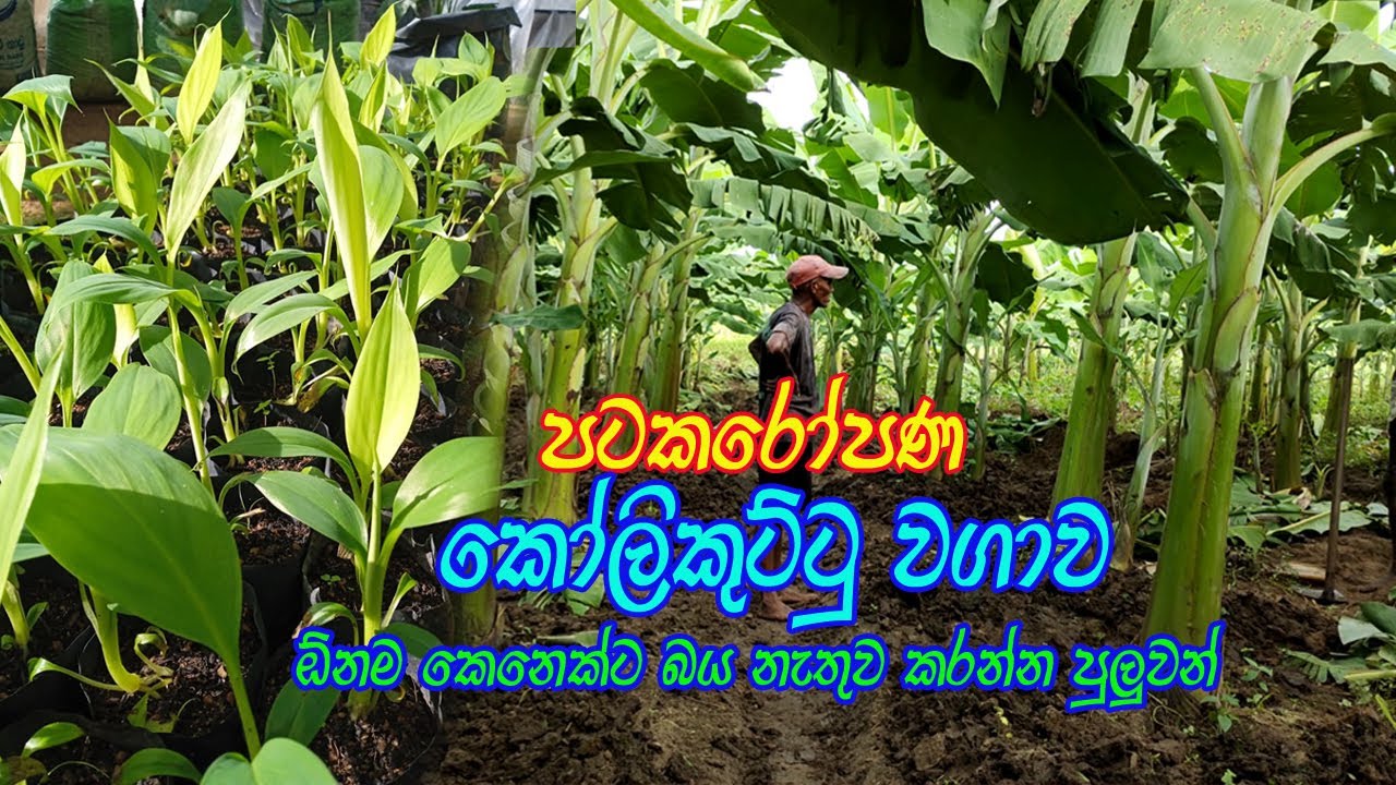 පටක රෝපණ කෝලිකුට්ටු කෙසෙල් වගාව / kolikuttu Wagawa /banana cultivation / kasawila wagawa/Ptaka opana