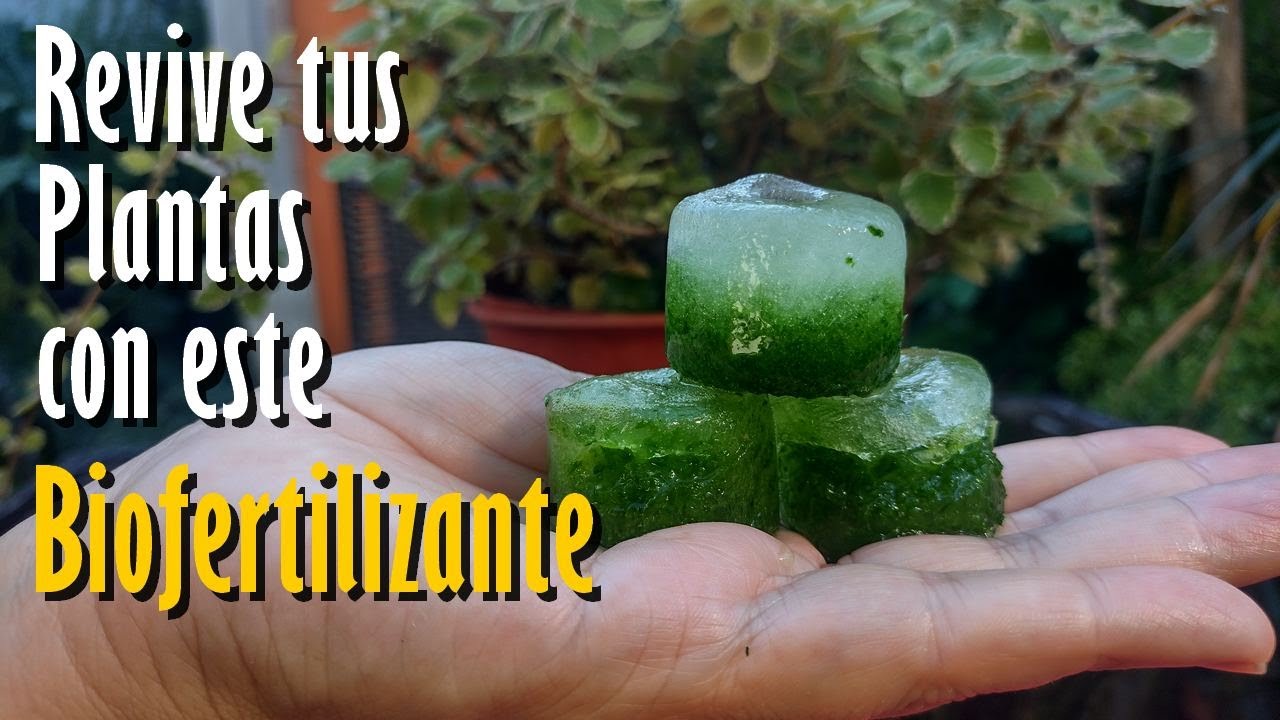 Revive cualquier PLANTA con este FERTILIZANTE Ecológico