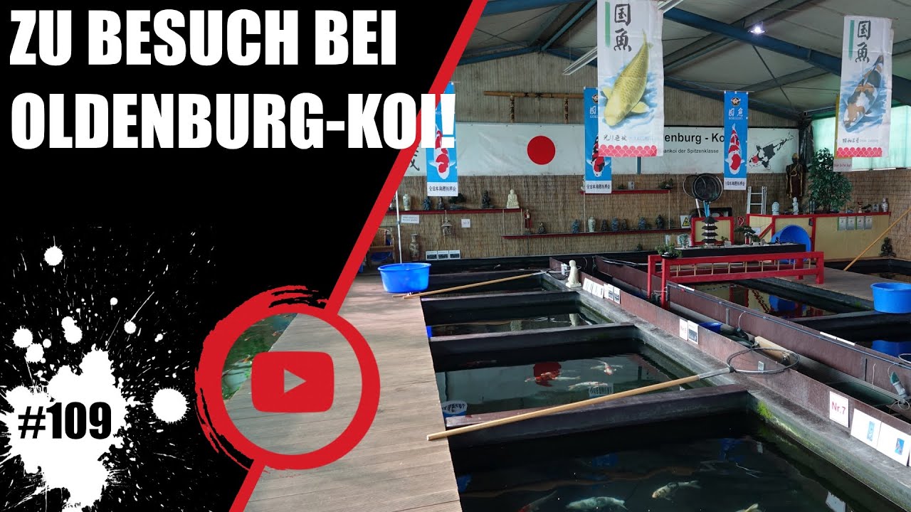 Koiteichblog [109] ★ Zu Besuch bei Oldenburg Koi in Edewecht