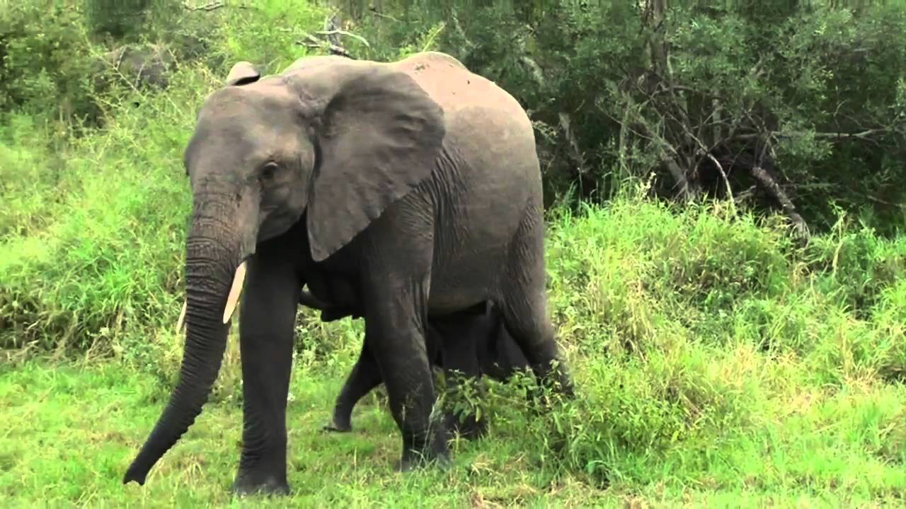 Large Heard of Elephants with Lots of Babies on Wildearth Safari TV Diary -2011.04.28.m4v