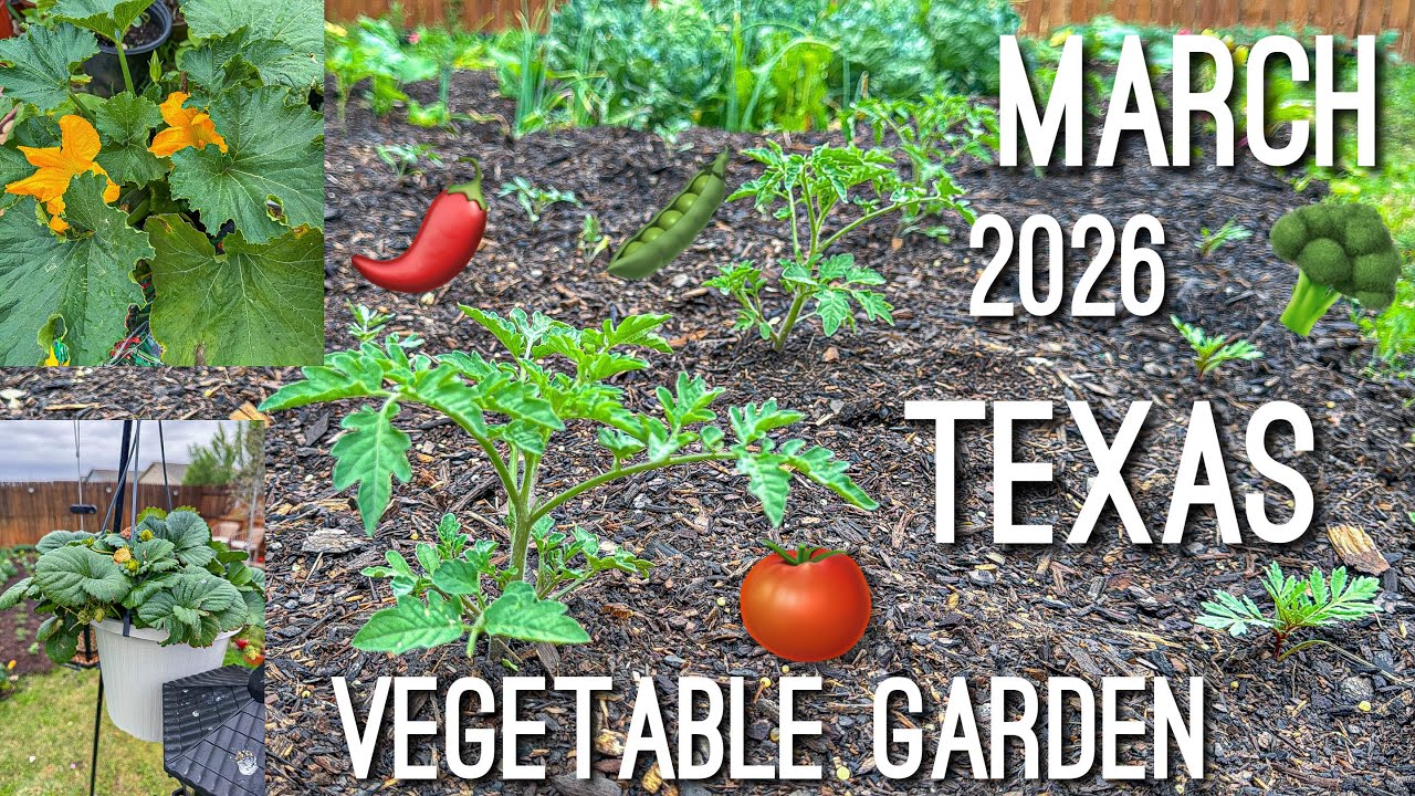 Outdoor Vegetable Garden Tour in San Antonio Texas | Tomatoes, Jalape&ntilde;os, Garlic, Herbs + Greenhous