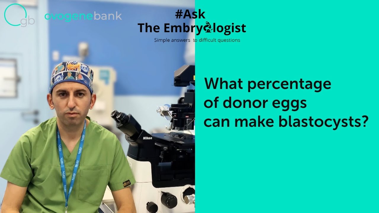 What percentage of donor eggs can make blastocysts?