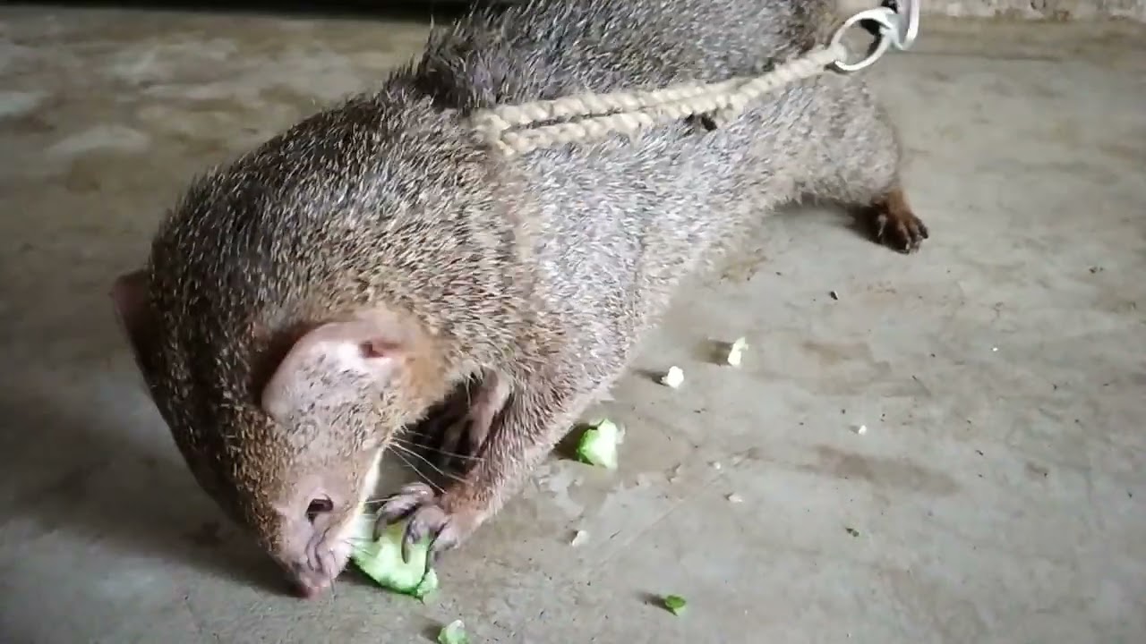 ଆମ ପୋଷା ନେଉଳ -୨ #ନେଉଳ #neula #petlovers #mongoose #petmongoose #neula #bapun_catalyst #villagelife