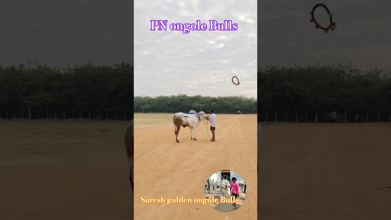 PN ongole Bulls