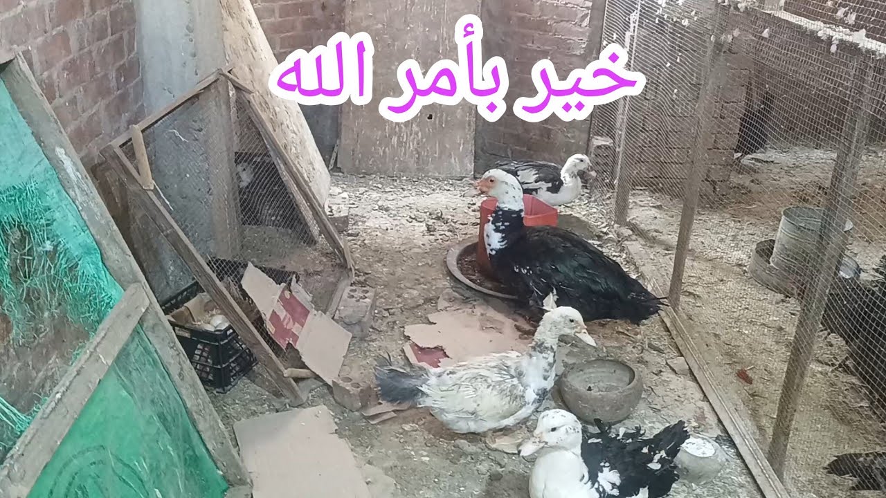 الود ودي كنت أطلعلهم من الفجر 🙃 وطلعت للأسف زعلوني 🪿🪺 حمدت ربنا إني أتصرفت من بدري ⁉️