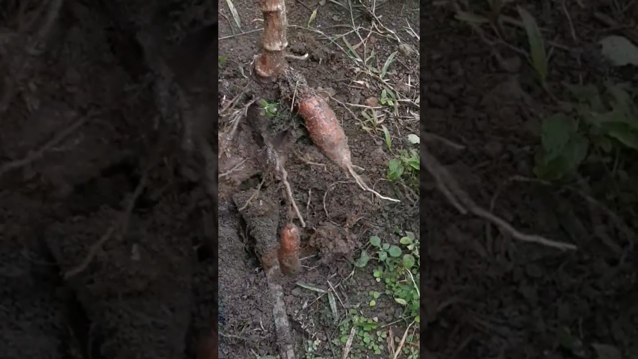 Manioc 😘 #nature #manioc #potato