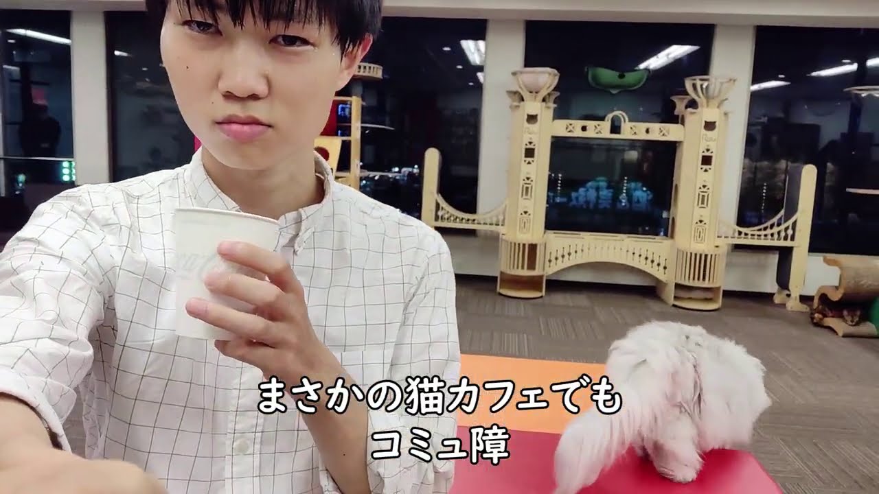 退勤後、ぼっち猫カフェへ向かう