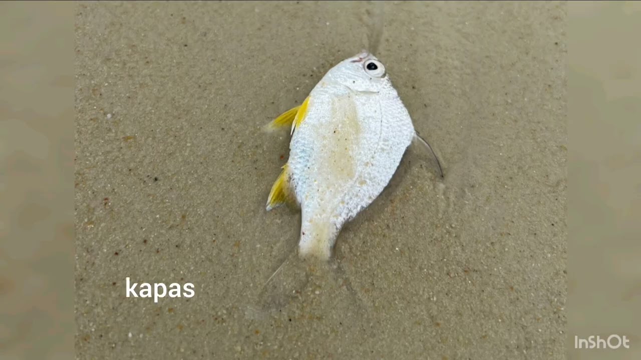 Shore Fishing at St John Island