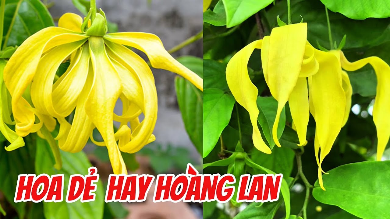 Hoa Dẻ hay hoa Hoàng Lan nhỉ?