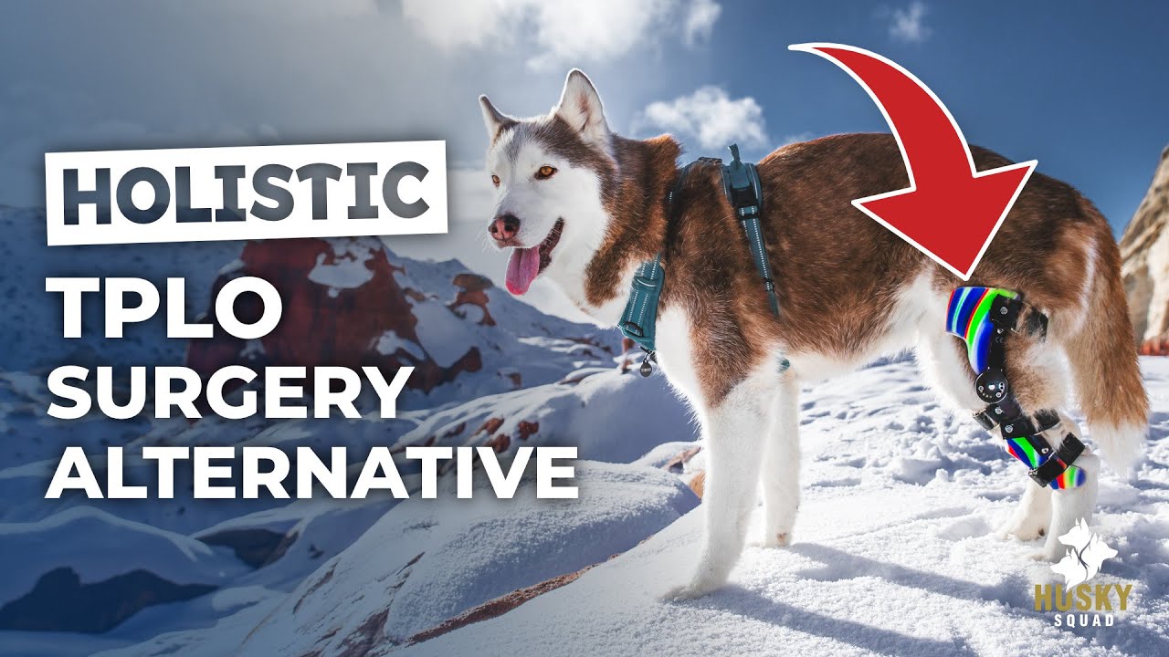 Dog ACL Recovery Without Surgery | HUSKY SQUAD Vlog