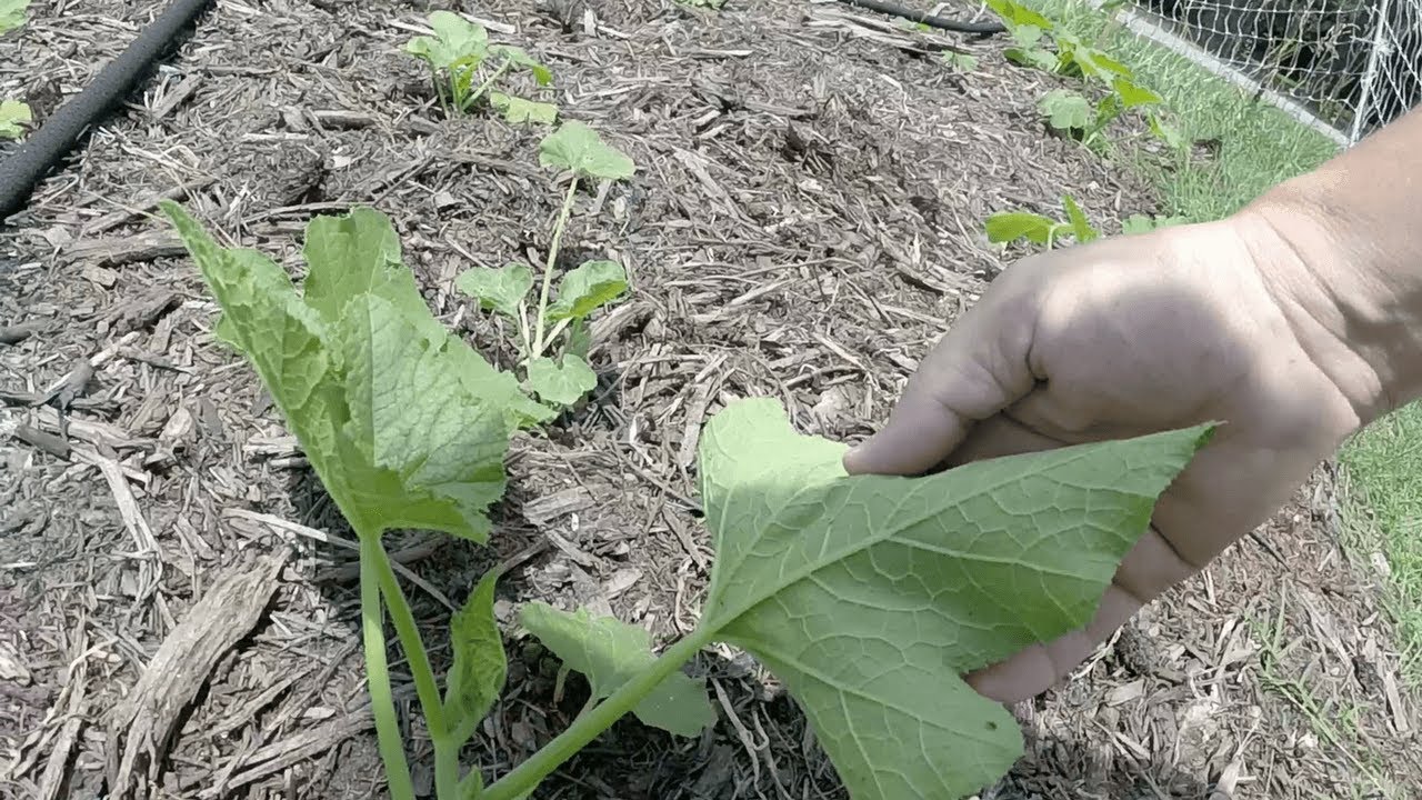 Getting Rid of Fire Ants in the Garden! - The Modern Homesteader