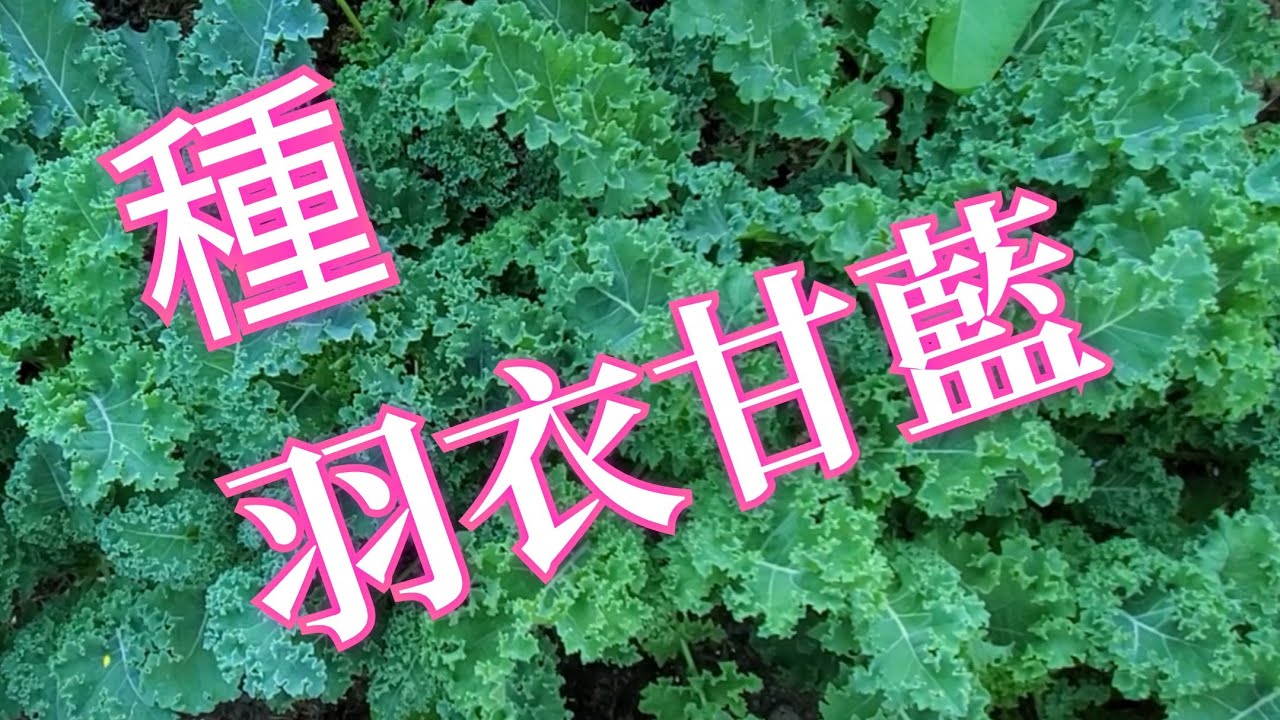 羽衣甘藍四季種 ，菜地花盆都適用，安渡夏日抗高溫，超級耐寒可過冬。