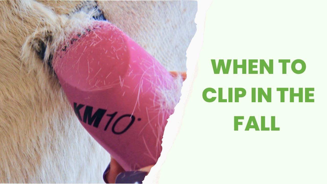 Horse Clipping - When to Clip Your Horse in the Fall