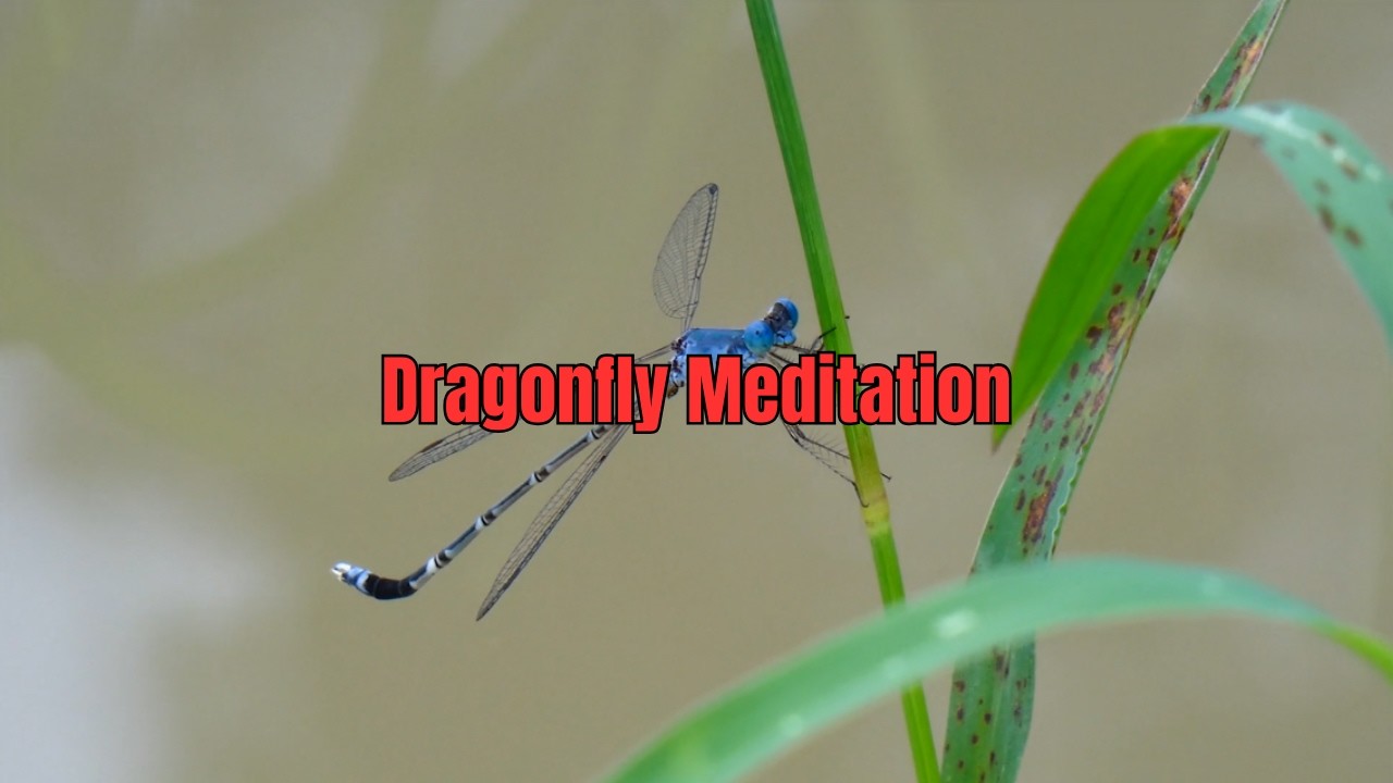 Dragonfly Meditation | Embrace Transformation, Adaptability & Lightness of Being