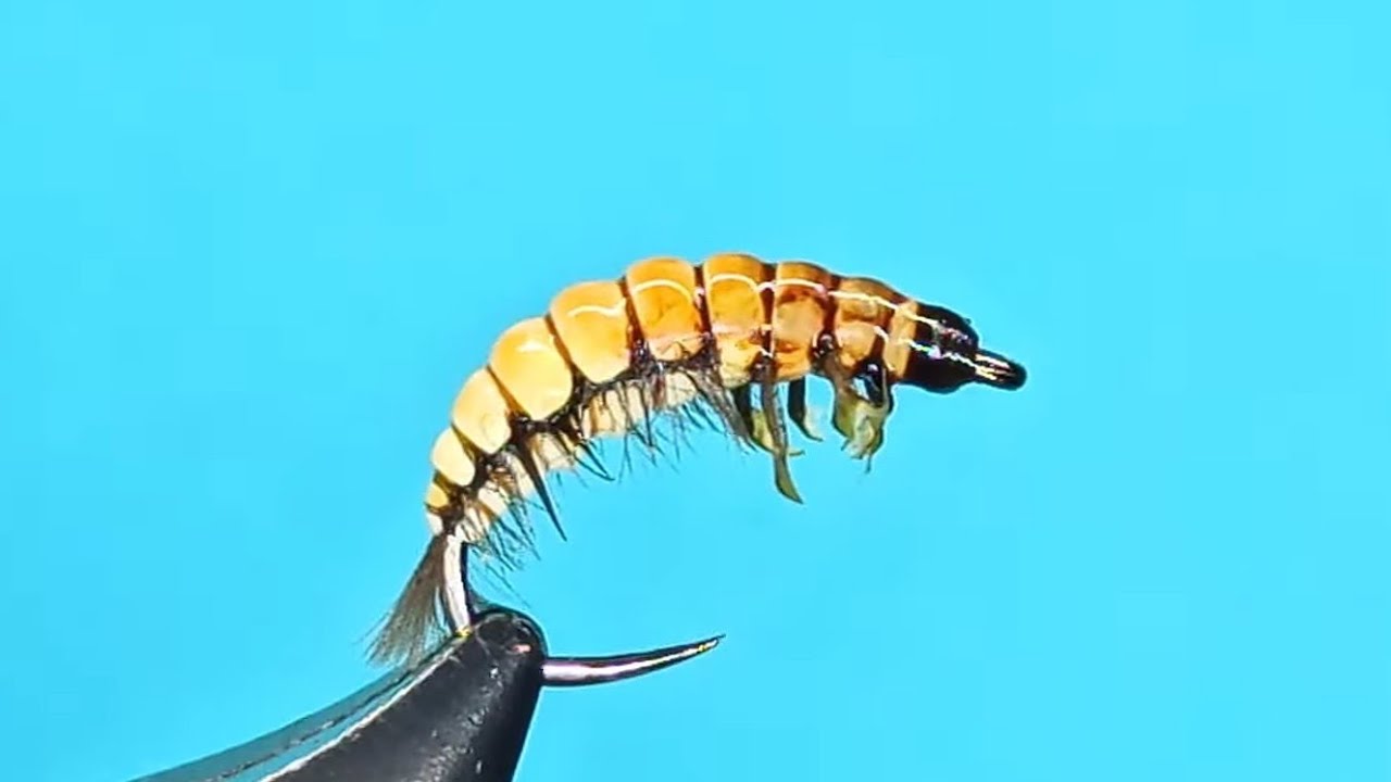 Larva.