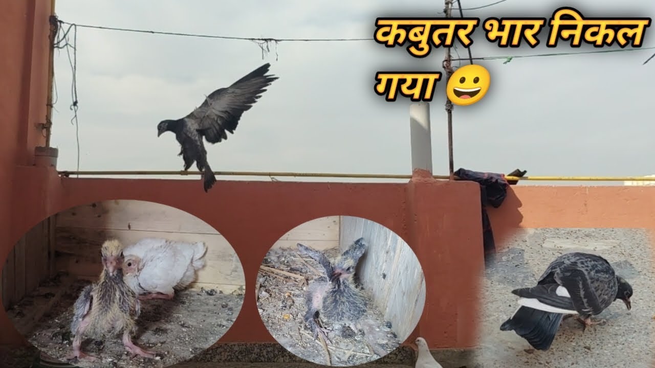 कबुतर भार निकल गया 😀 
