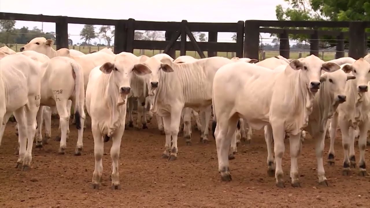 RECRIA DE BEZERRAS DESMAMADAS: CONFIRAS AS ESTRAT&Eacute;GIAS IDEAIS PARA A SECA