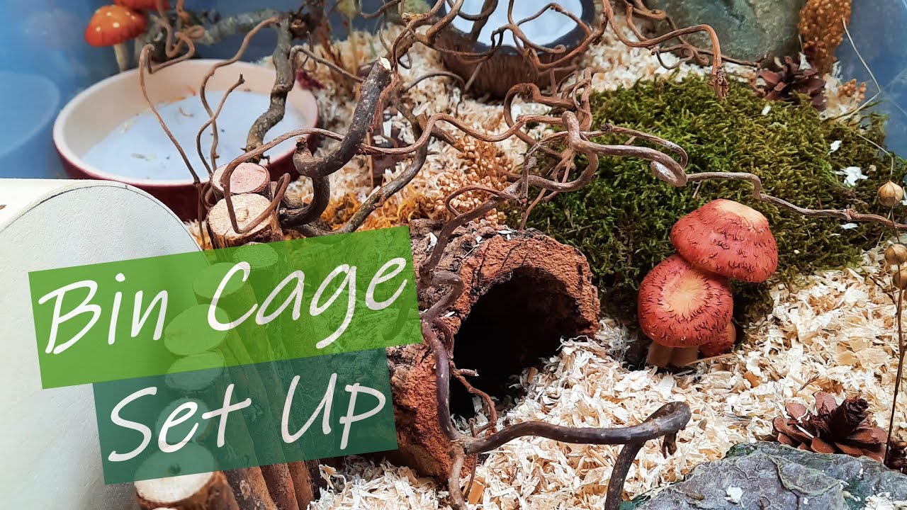 Setting Up a Bin Cage for my New Hamster