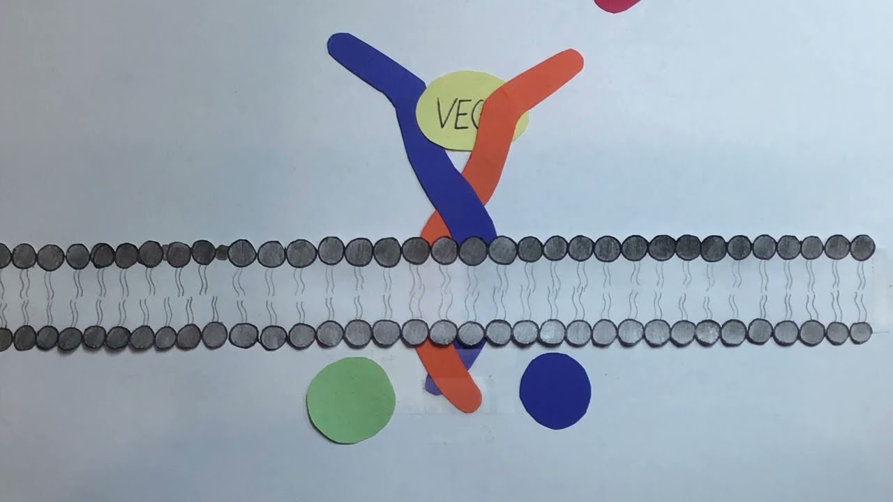 Investigating the Role of VEGF in Targeted Therapy for Cancer