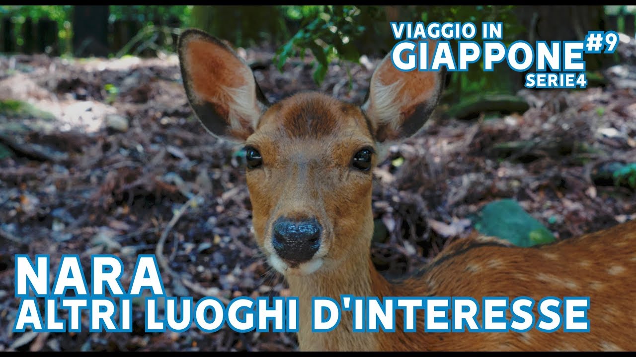 NARA ALTRI LUOGHI D'INTERESSE💯VIAGGIO IN GIAPPONE Ep 9 - SERIE 4