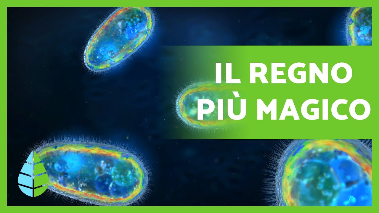 REGNO PROTISTA🦠 Definizione, caratteristiche e classificazione🔍