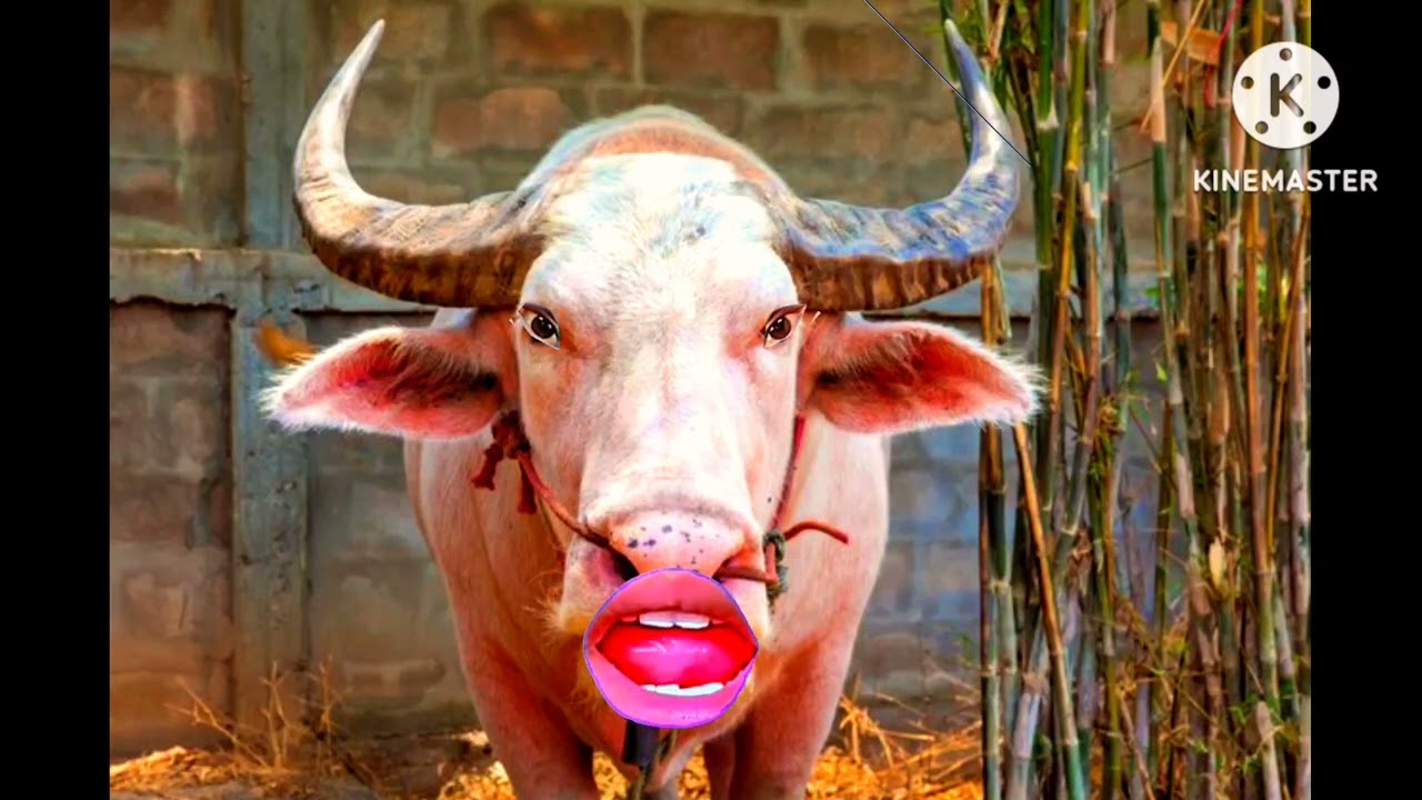 cow dance videos song download #funnycow  #cowsound #cowcomedy