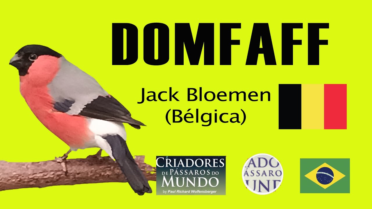 Criadouro de Jack Bloemen - Domfaff