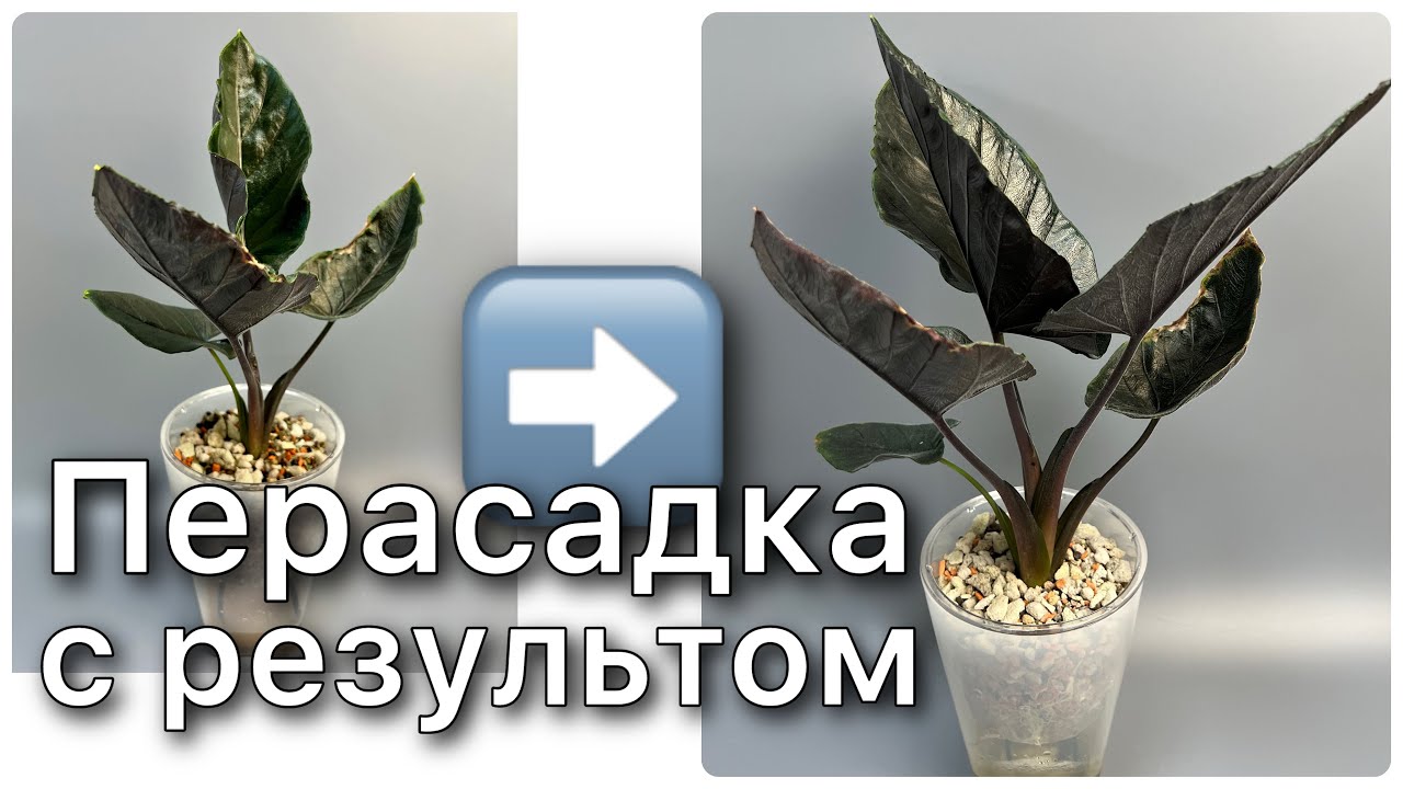 Пересадка Алоказии Анторо Вельвет ‘Antoro Velvet’ Фитильный полив Минеральный грунт