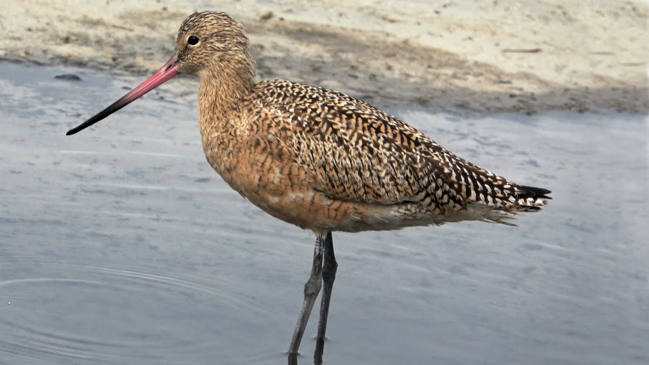 Marbled godwit forages at Asilomar Creek