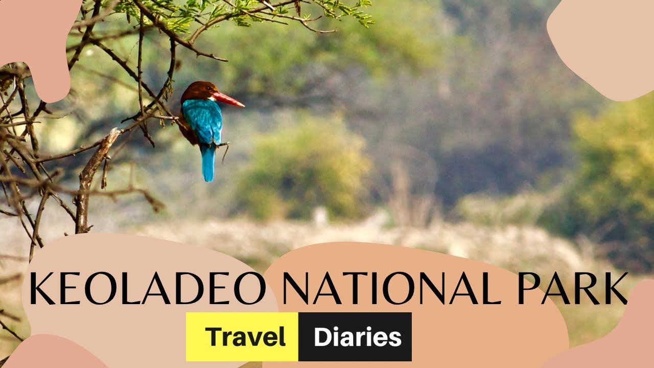 Keoladeo National Park, Bharatpur Bird Sanctuary