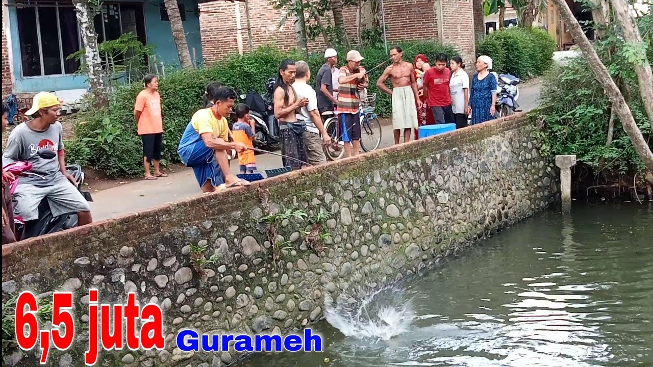 Ya tuhan..ini diluar dugaan‼️senar pad putus,joran nyampe patah..😲😳