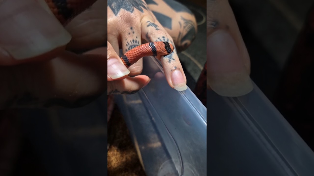 Getting bitten by a Honduran Milksnake 