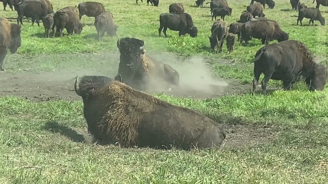 Buffolo farm in Indianna , worth the stop