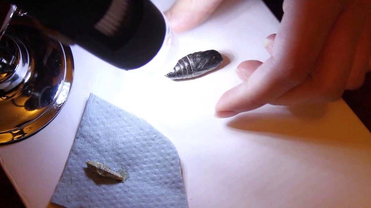 Trapped In A Chrysalis For Over A Decade!!